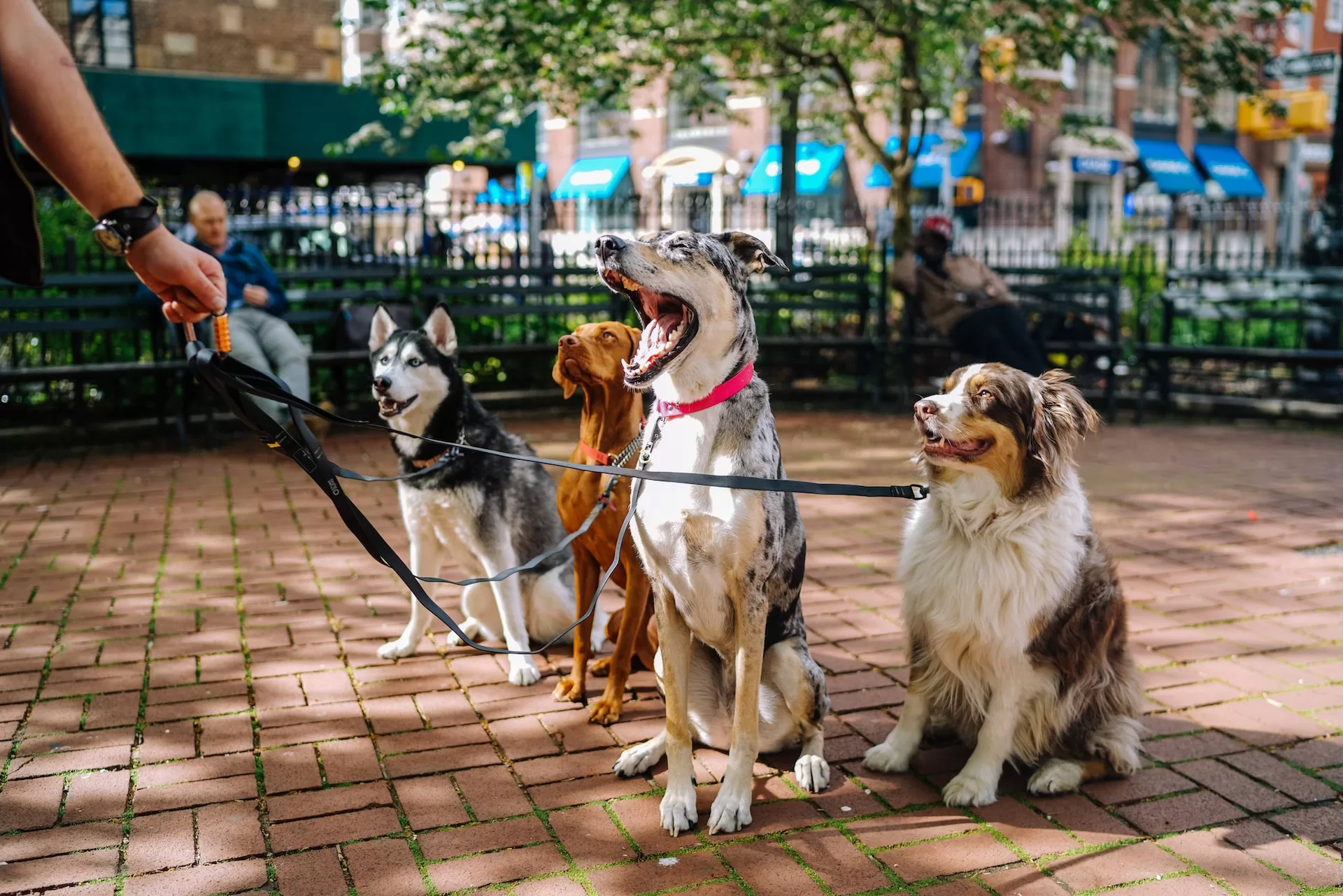 Paseadores de Perros