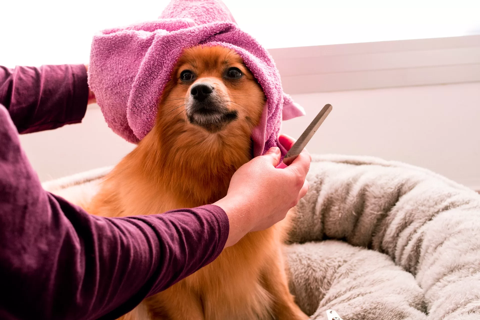 Peluqueros Caninos