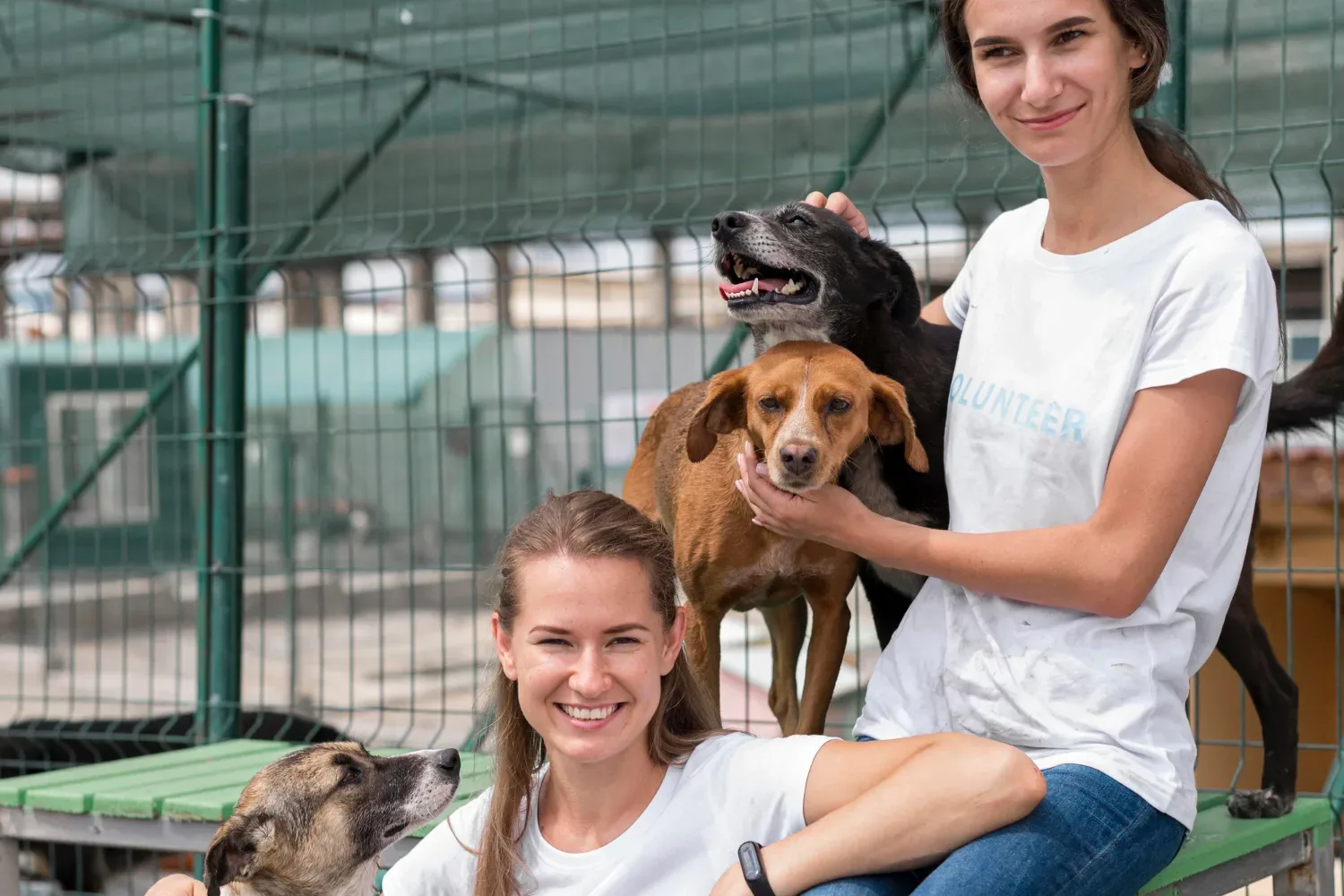 Alojamiento De Perros