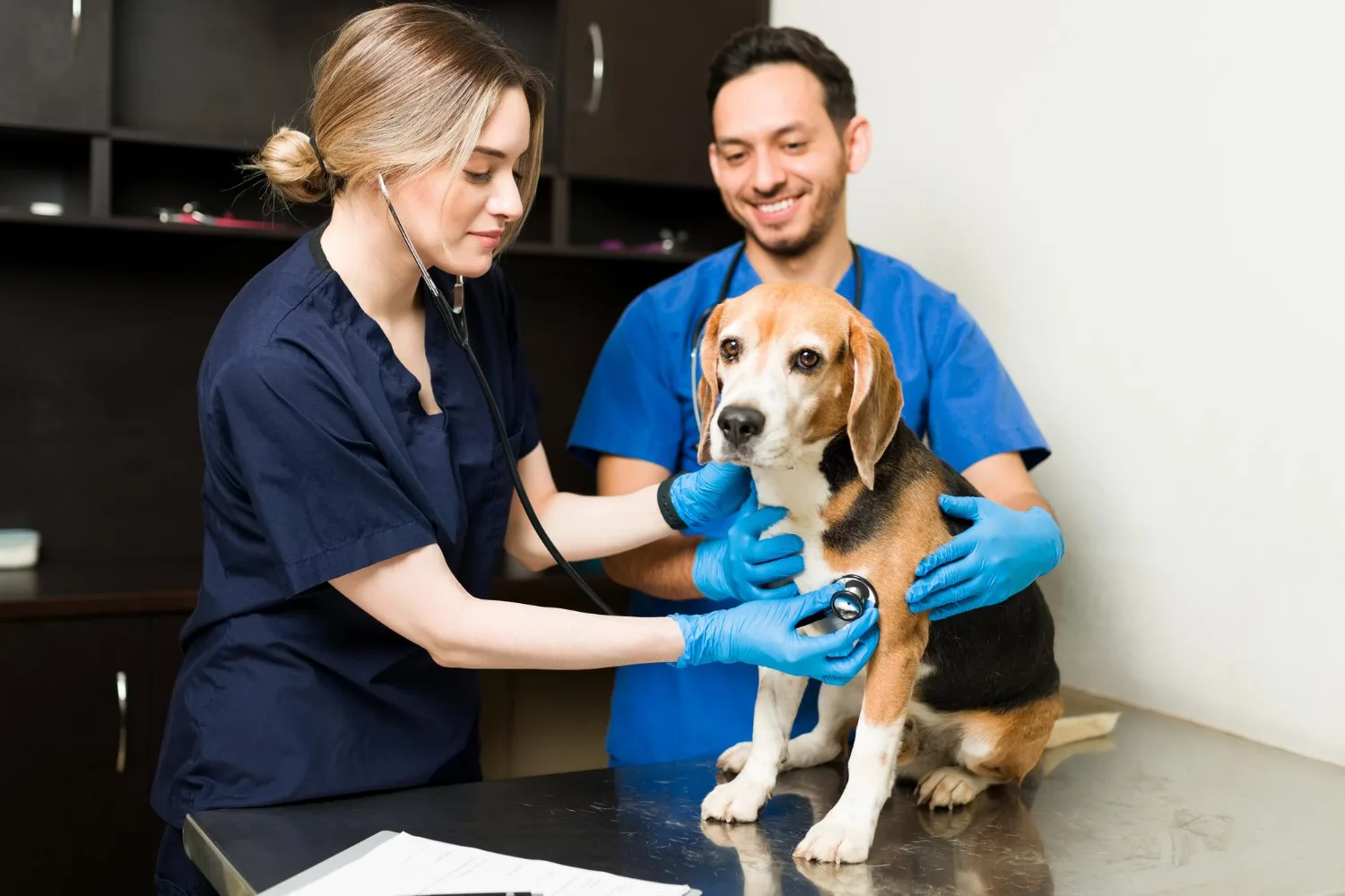 Veterinarios