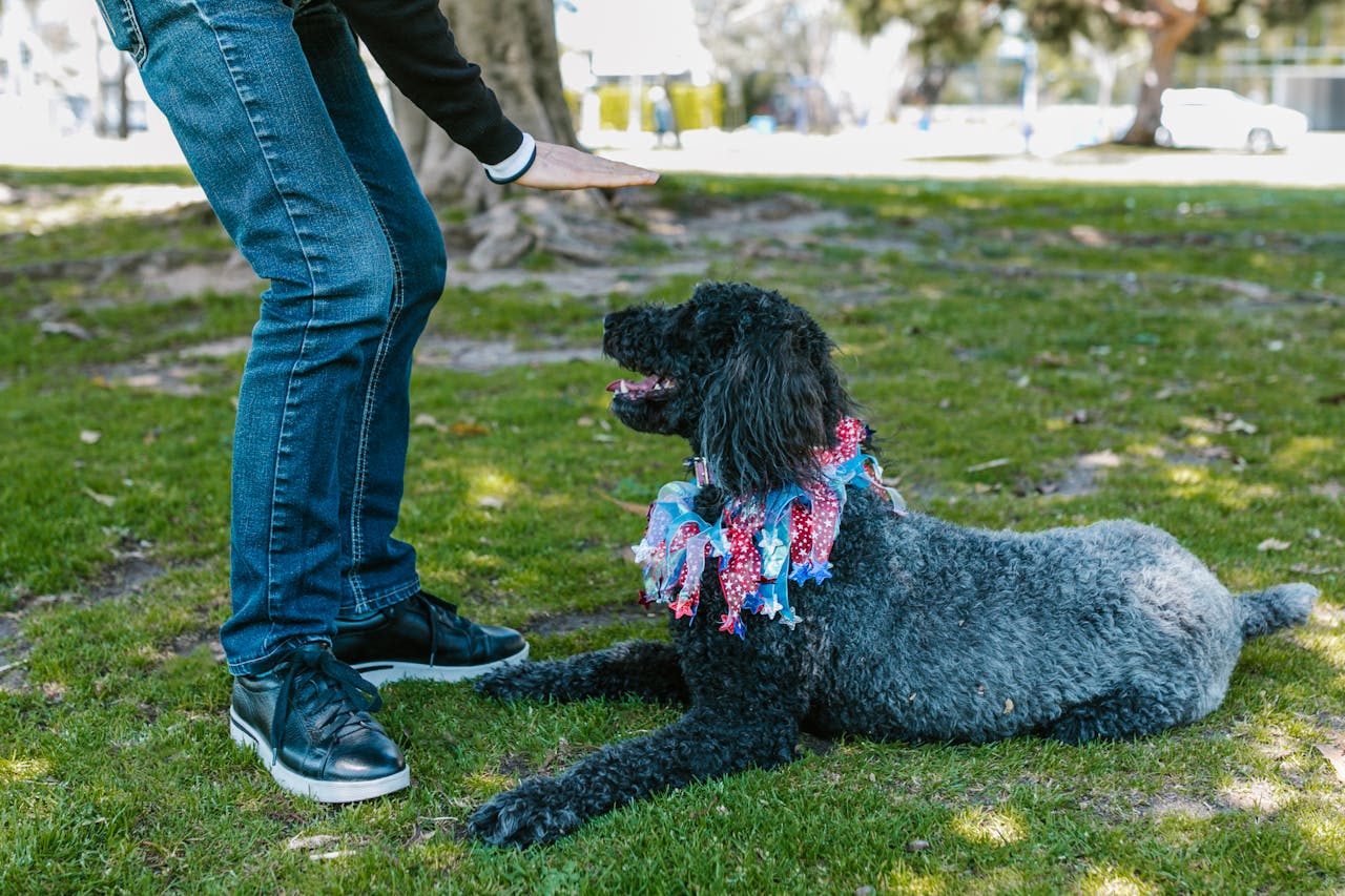 Comandos esenciales para perros