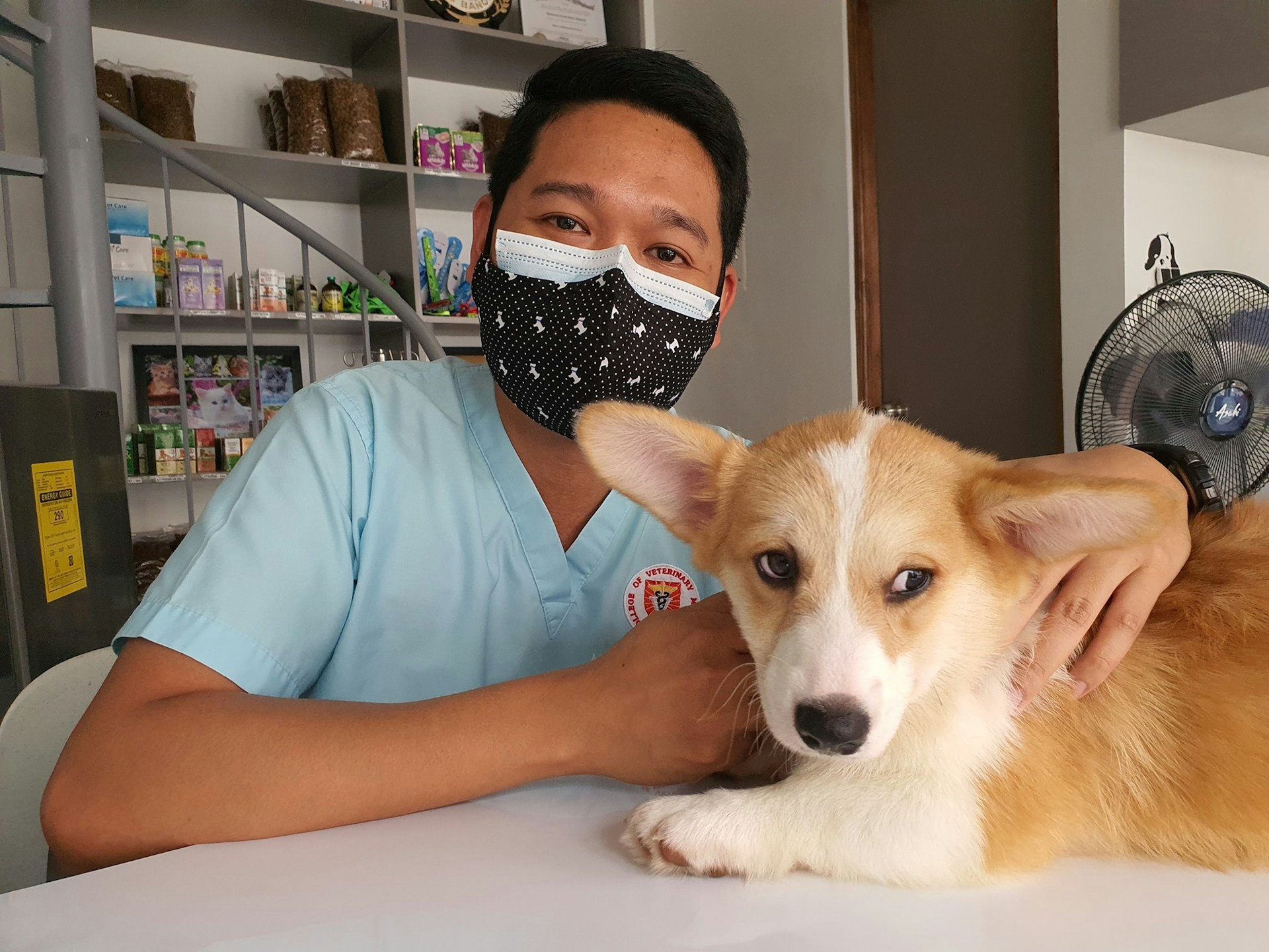 Cómo detectar si tu perro está enfermo