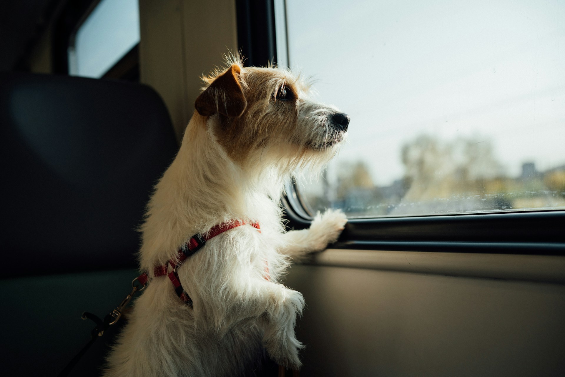 Viajar con tu perro
