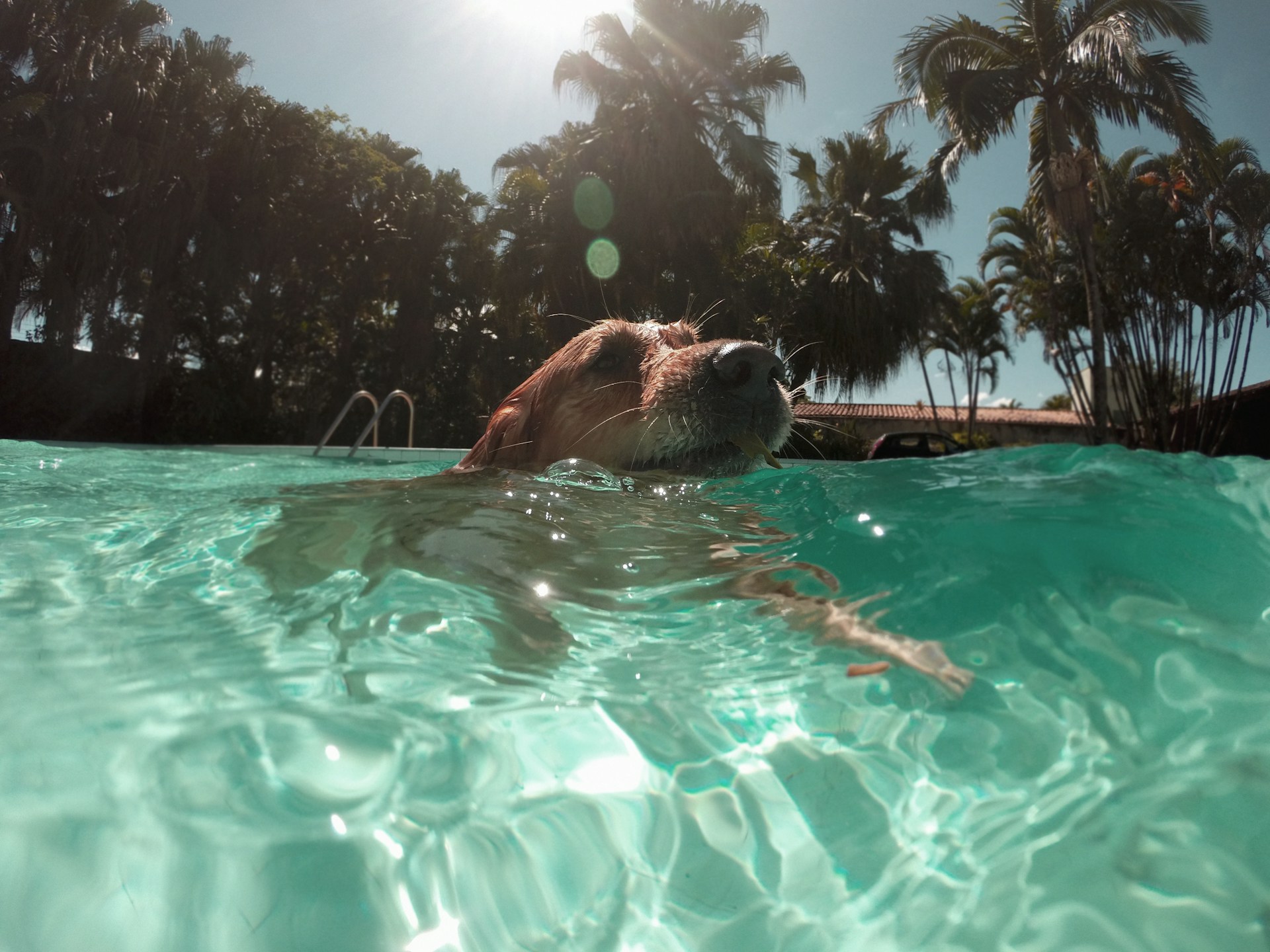 cuidar a tu perro en verano